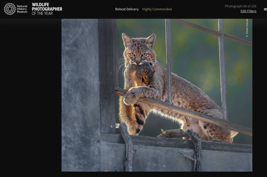 Wildlife Photographer of the Year
