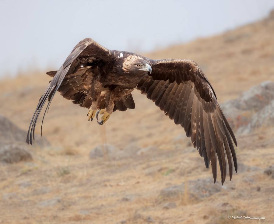 A golden eagle flying after a failed hunting attempt