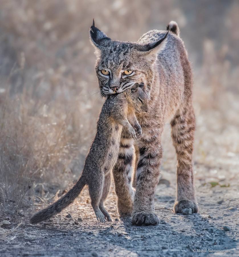 A female bobcat with a ground squirrel on the trail
