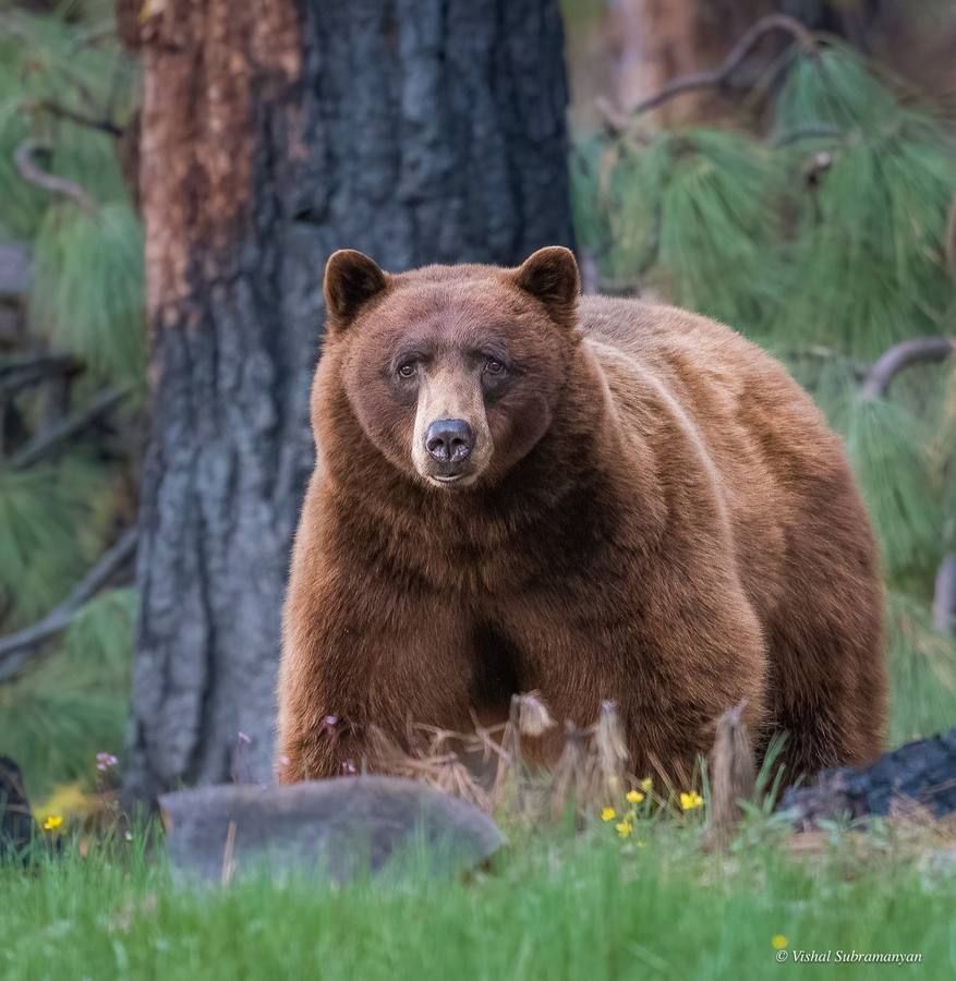 A cinnamon colored black bear in a meadow