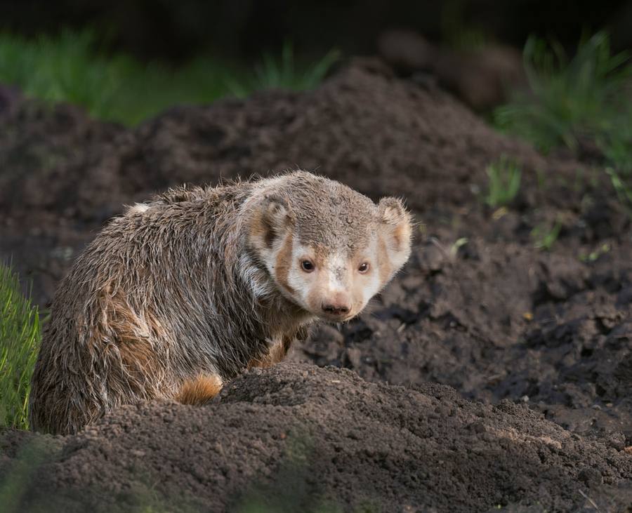 Erythristic Badger
