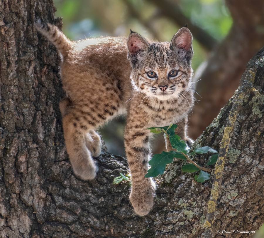 A young male bobcat kitten in a tree