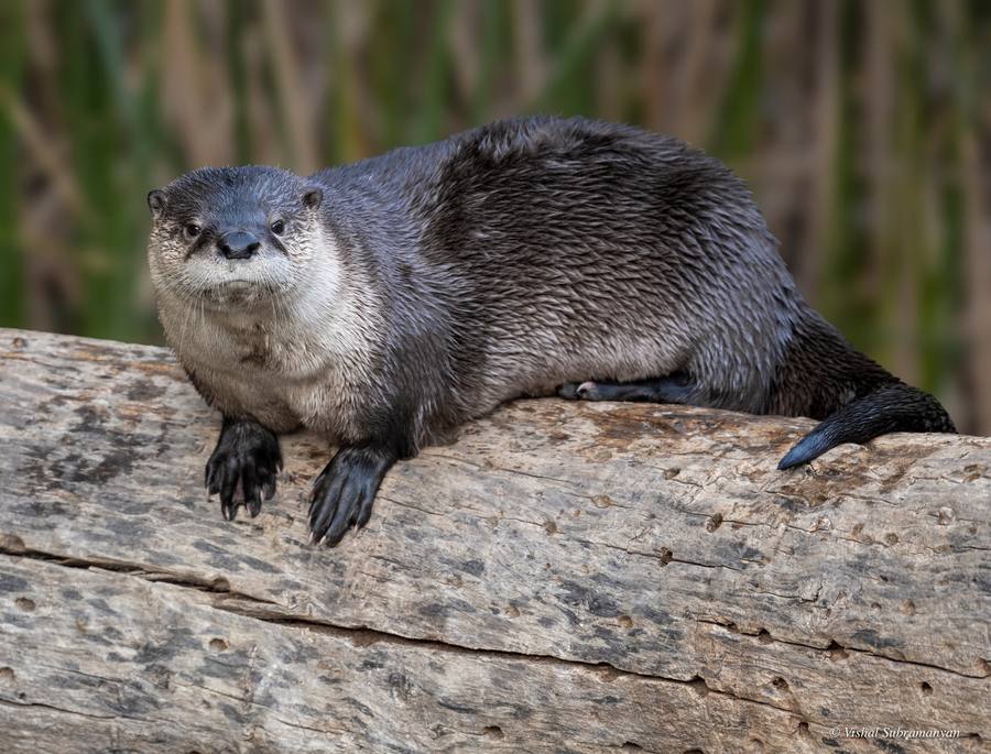 A river otter on a log