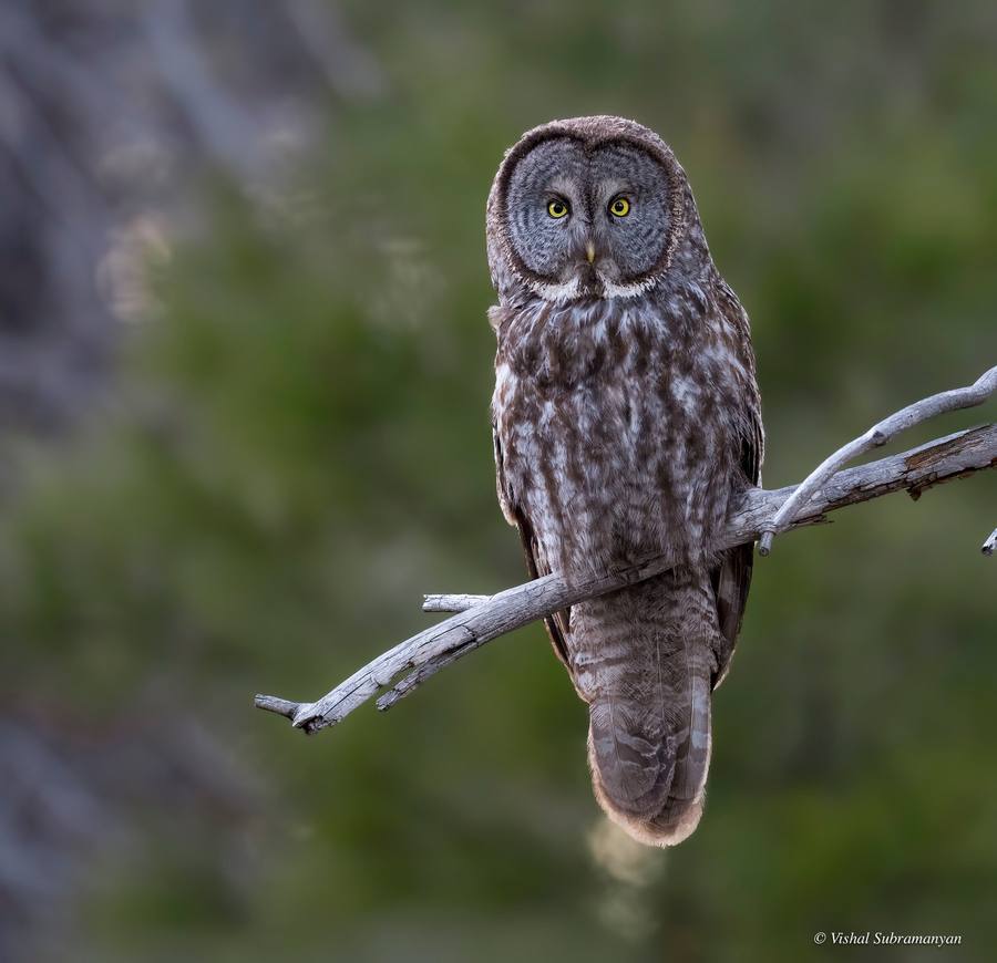 A great gray owl perched on a tree in the Sierra