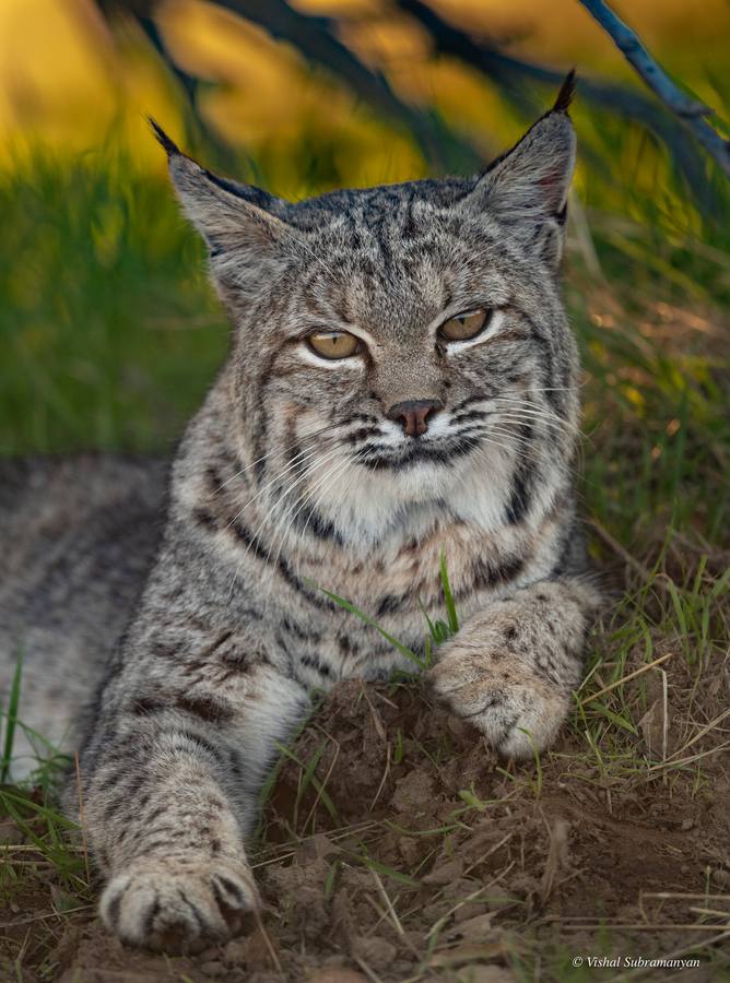 A male bobcat resting under a tree