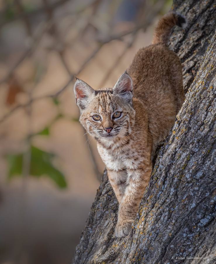 A young female bobcat descends from a tree
