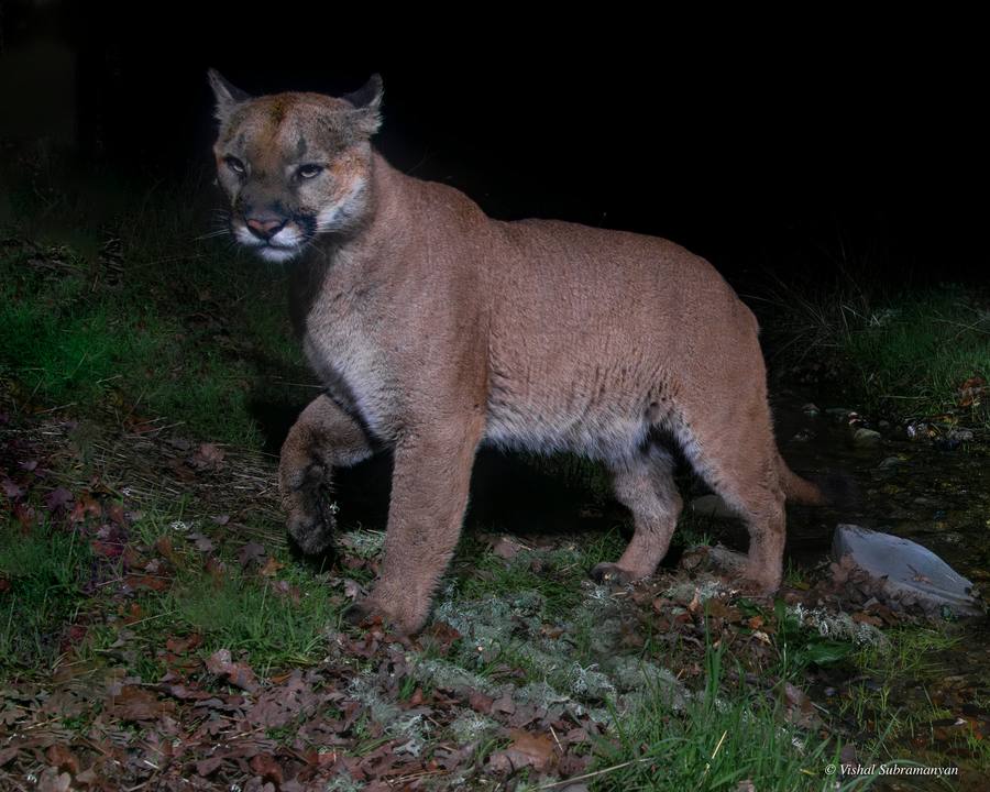 Mountain Lion Male