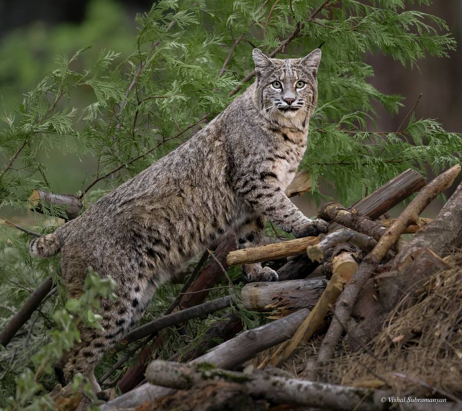 A large male bobcat in Yosemite National Park