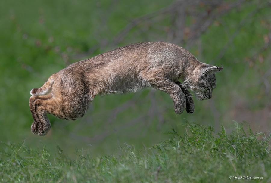 A bobcat jumping hunting for prey