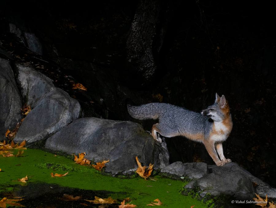 A gray fox photographed with a camera trap