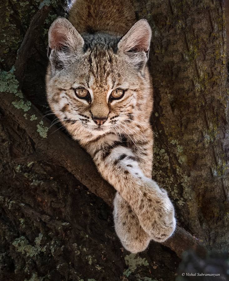 An adorable bobcat kitten in a tree
