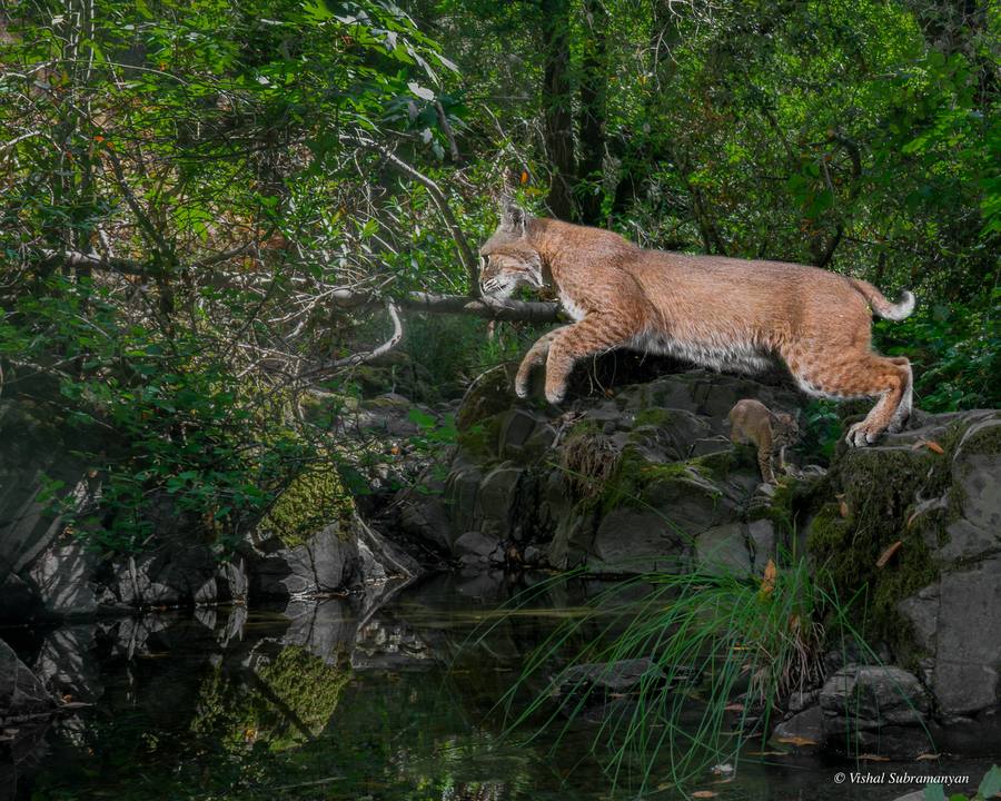 Bobcat Jump-2