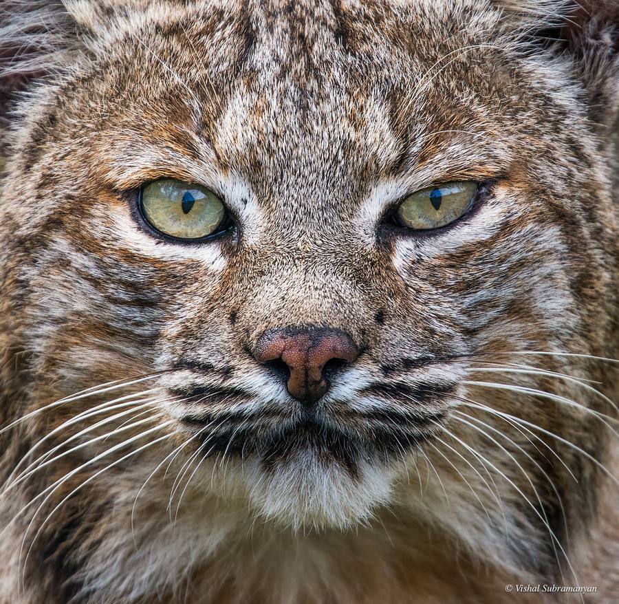 An up close portrait of a male bobcat