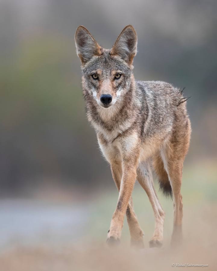 A coyote walking down a trail