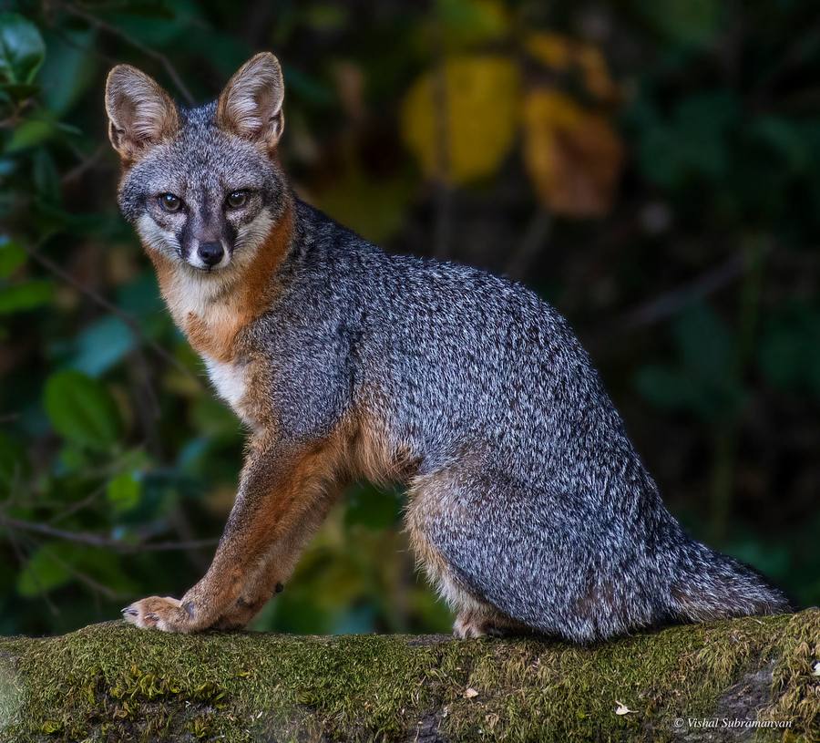 A gray fox on a tree