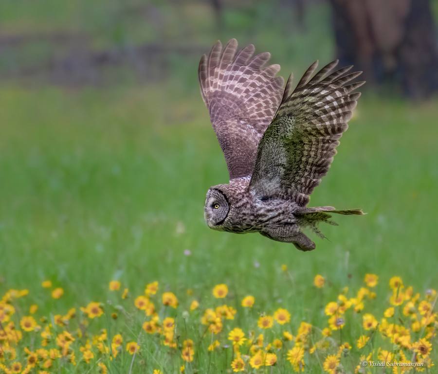 Great Gray Owl