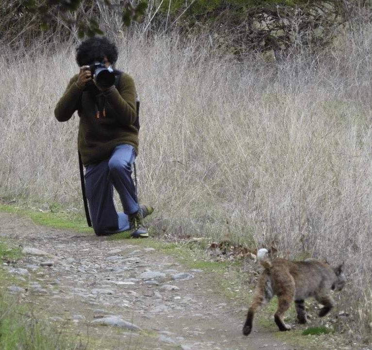 A photographer photographing a female bobcat