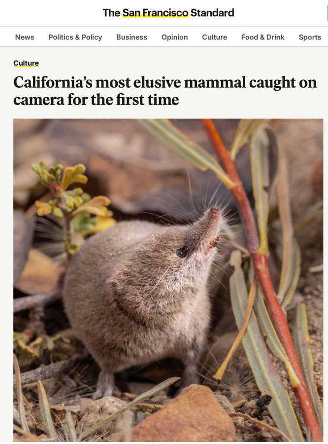 SF Standard Shrew Feature