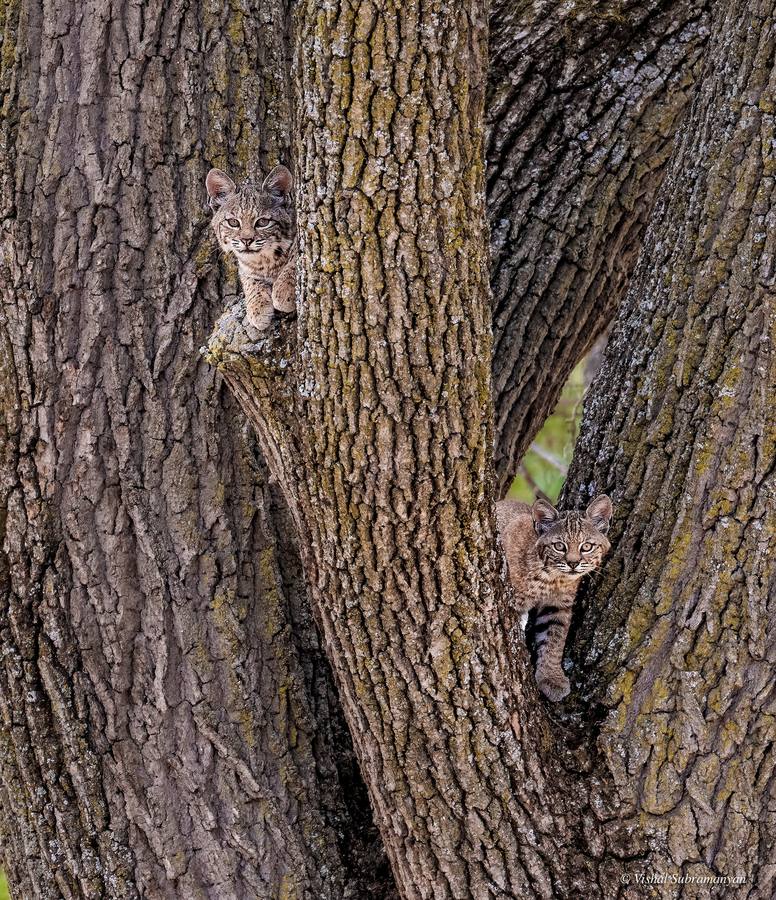 Two bobcat kittens camouflaging in a tree