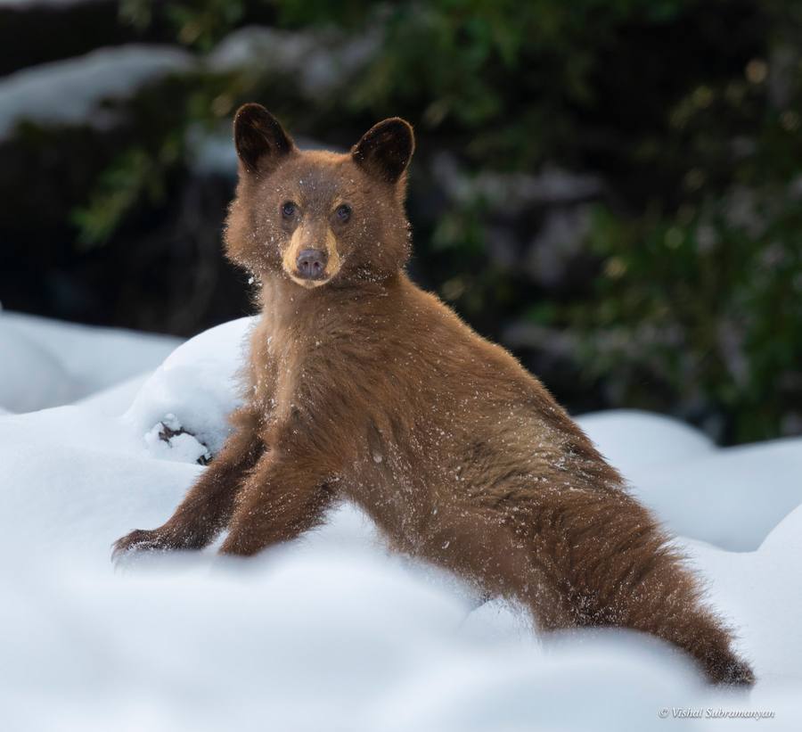 A cinnamon colored black bear cub in Yosemite in the Snow