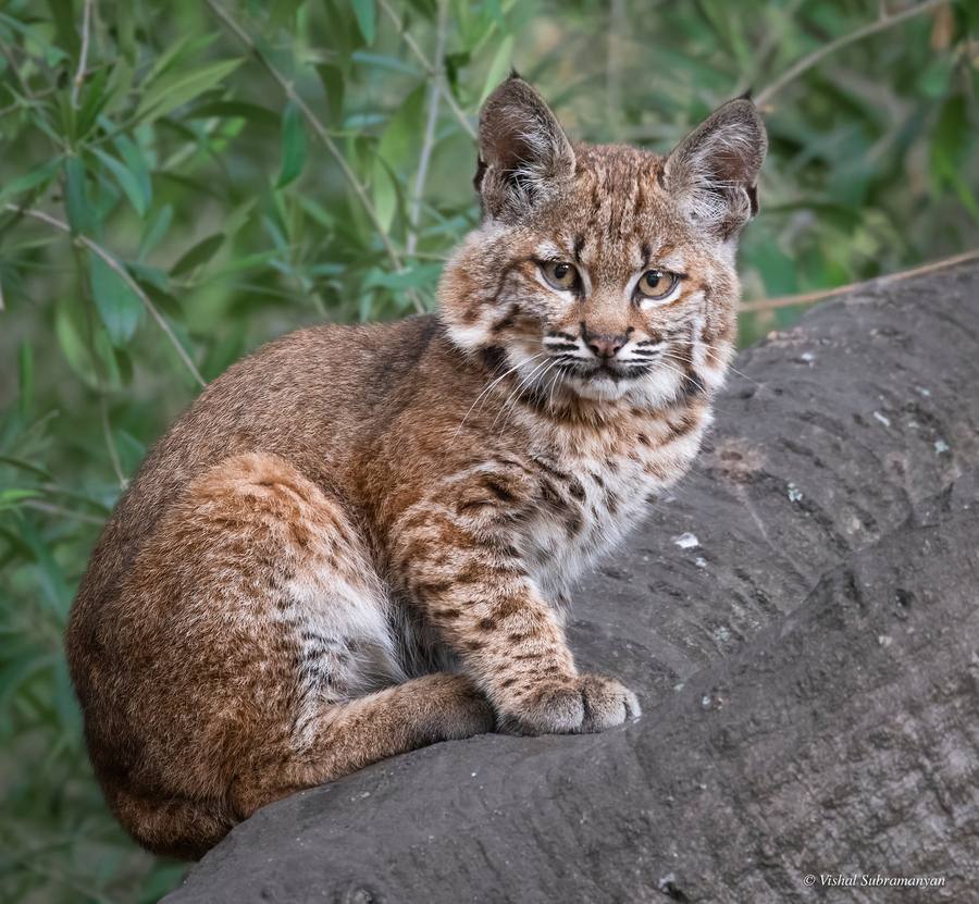 An adorable bobcat kitten in a tree