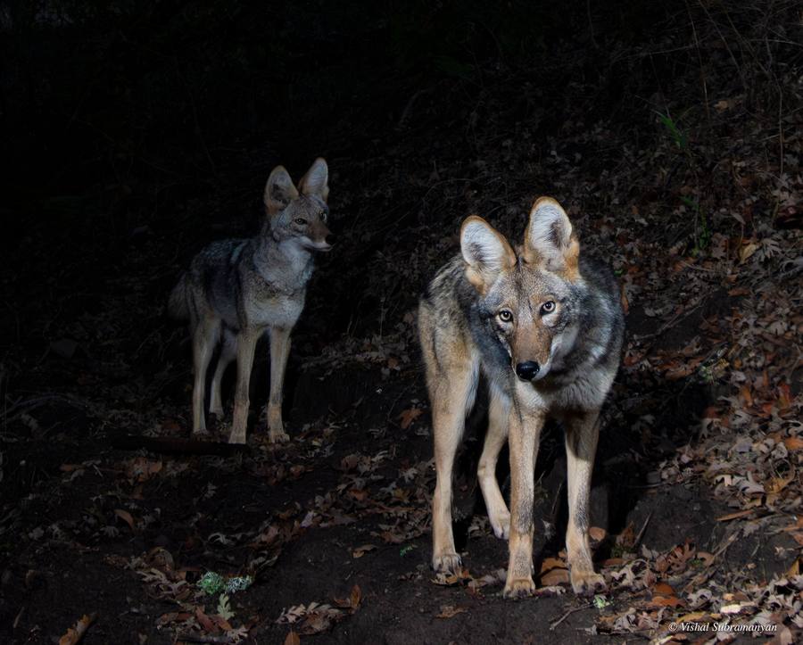 Coyote