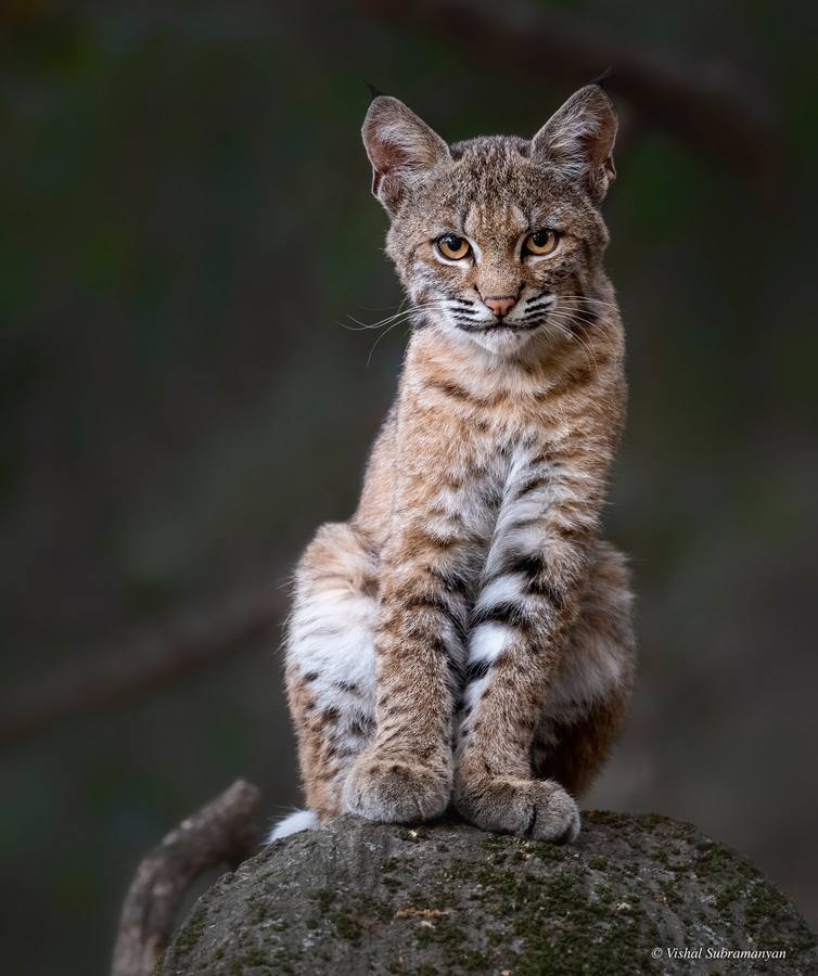 A young female bobcat resting on a tree stump