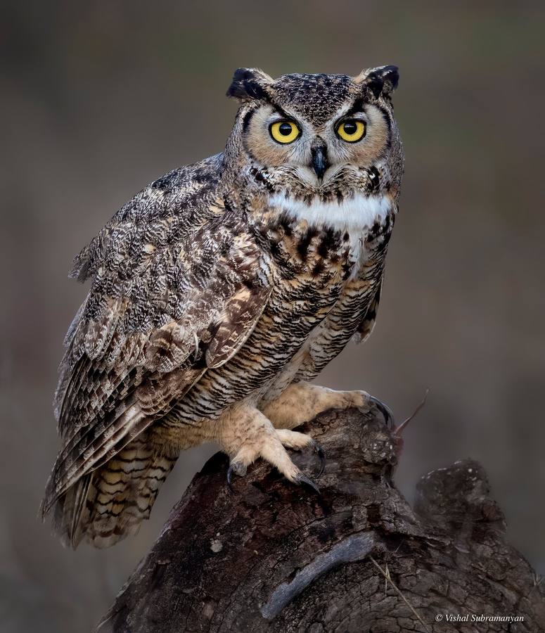 A great horned owl perched on a stump
