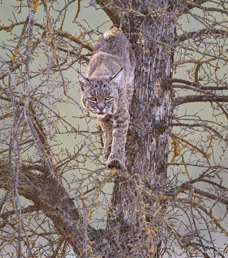 A female bobcat climbs down the tree