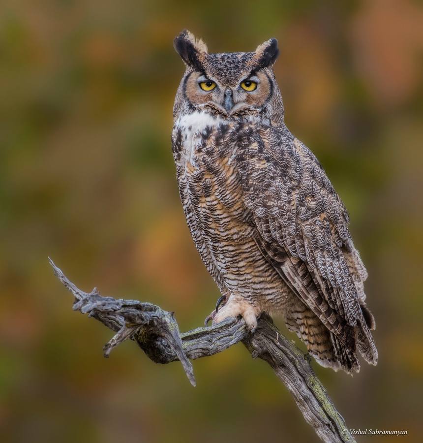 A great horned owl perched in the fall colors