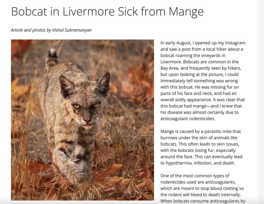 Bobcat Poisoned by Rodenticides