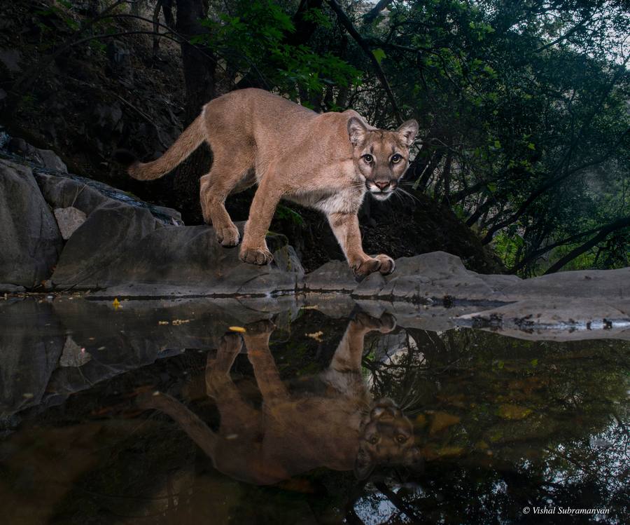 Camera Traps