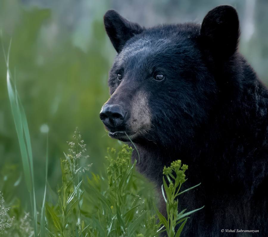 Other Wildlife
