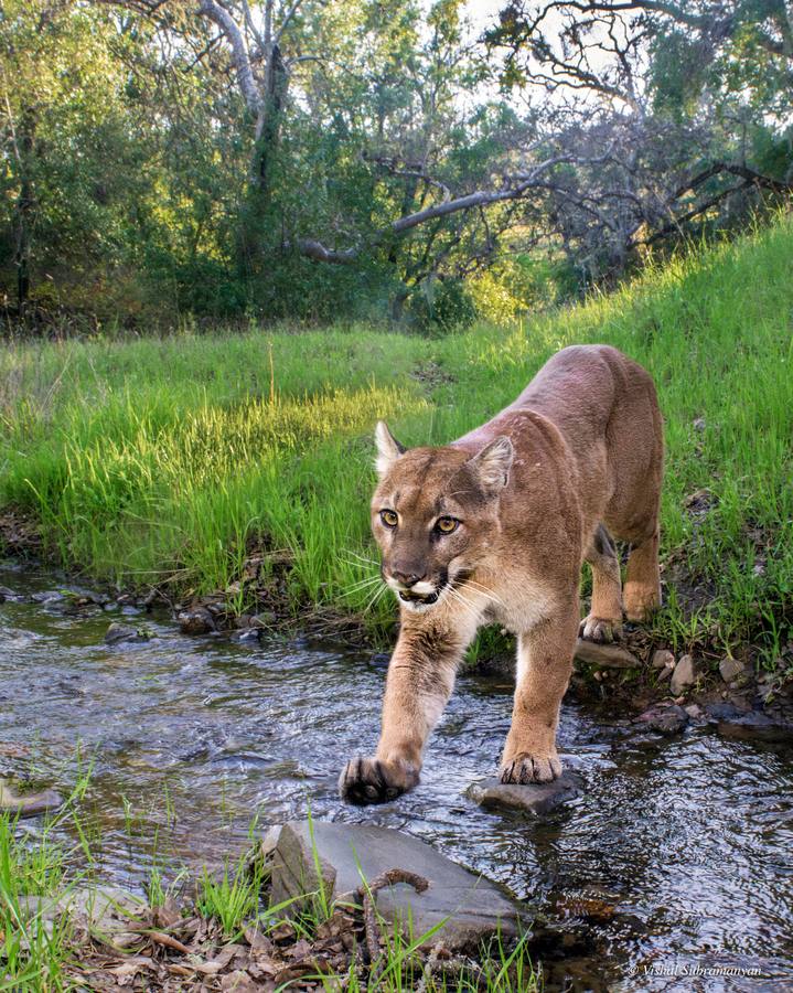 Bay Area Mountain Lions