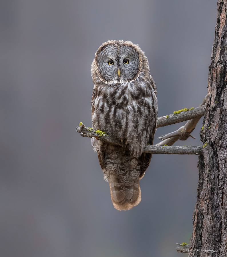 Yosemite Great Gray Owls