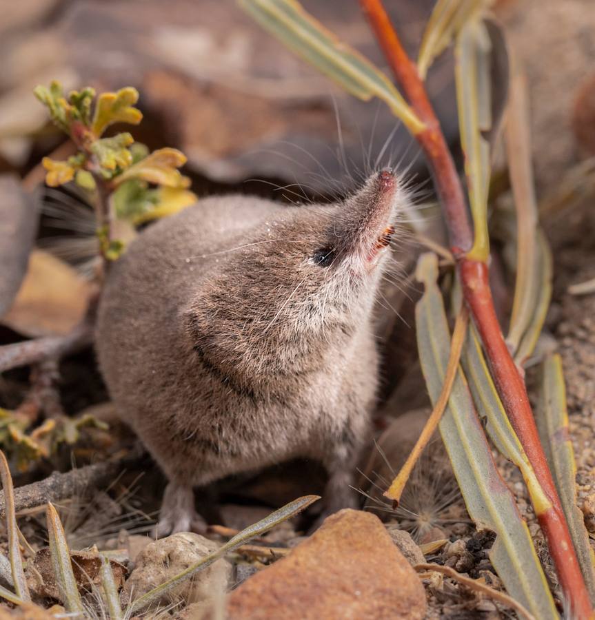 Shrew Photography